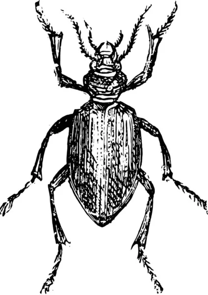 Bir Böceğin Siyah Beyaz Çizimi — Stok Vektör