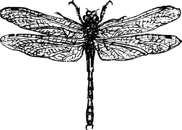 Ilustración Vectorial Insectos — Vector de stock