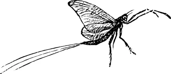 Illustratie Van Een Libelle — Stockvector