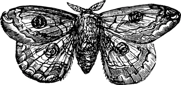 Dibujo Blanco Negro Una Mariposa — Vector de stock