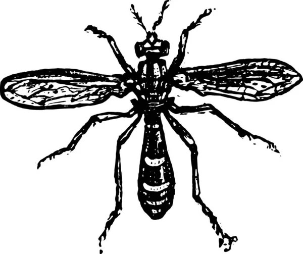 Illustration Vectorielle Icône Des Insectes — Image vectorielle
