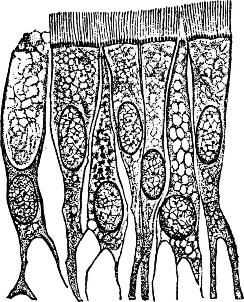 Ciliated Epitheel Cellen Uit Trachea Windpipe Vintage Gegraveerd Illustratie — Stockvector