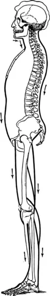 いくつかの体の勃起 ヴィンテージの刻まれた図を保つ筋肉を示す図 — ストックベクタ
