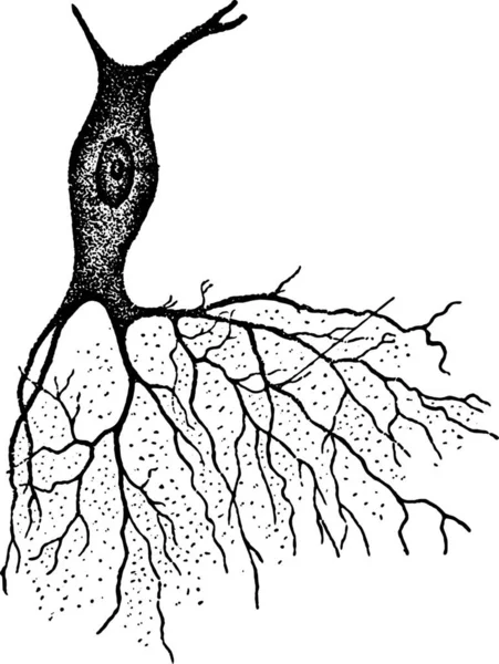 Нерв Кустом Проекция Винтажные Гравированные Иллюстрации — стоковый вектор