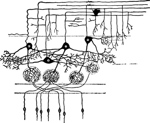 Diagramme Montrant Manière Dont Les Cellules Nerveuses Entrent Contact Illustration — Image vectorielle