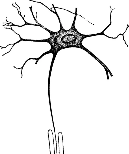 Працівник Нервової Клітини Вінтажні Гравіровані Ілюстрації — стоковий вектор