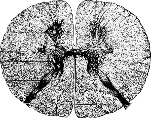 วนของไขส นหล ปสล กสล นเทจ — ภาพเวกเตอร์สต็อก