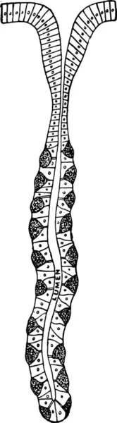 Клетки Образующие Желудочный Сок Винтажные Гравированные Иллюстрации — стоковый вектор