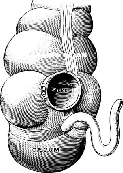 大規模なヴィンテージの刻まれた図と小腸の連合を示す図 — ストックベクタ
