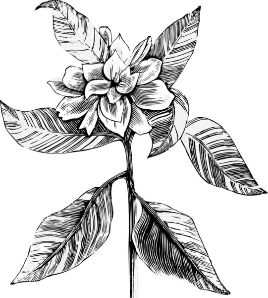 Vectorillustratie Van Tropische Bladeren Gegraveerde Inkttekening Zwart Wit Geïsoleerde Schets — Stockvector