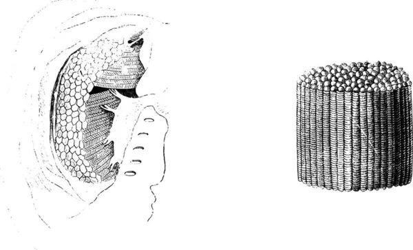 Електричне Тіло Торпедо Вінтажна Гравюра Magasin Pittoresque 1855 — стоковий вектор