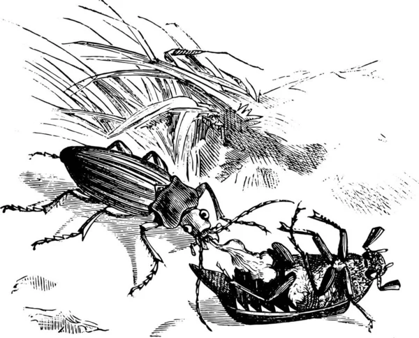 Beetle Devouring Golden Beetle Vintage Engraved Illustration Magasin Pittoresque 1876 — Stock Vector