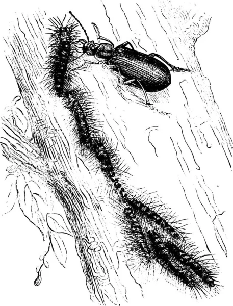 Calosome Pochlebca Atakujący Ćmę Procesjonalną Vintage Grawerowane Ilustracji Pittoresque 1877 — Wektor stockowy