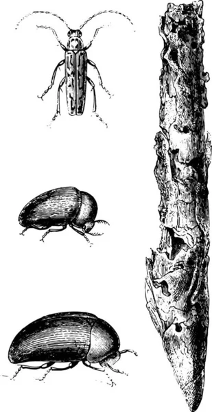 Handgezeichnete Illustration Eines Käfers — Stockvektor