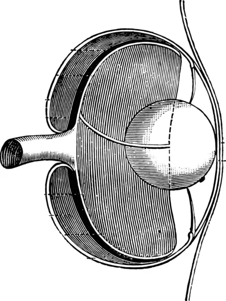 魚の眼の詳細 ヴィンテージには 図が刻まれています マガシンドス Pittoresque 1876 — ストックベクタ