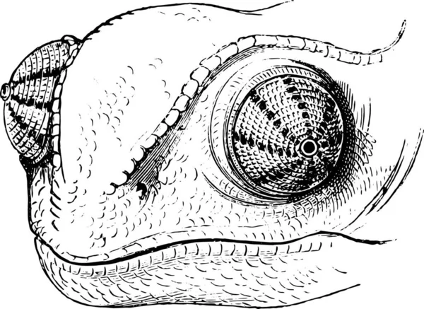 카멜레온 빈티지 새겨진된 그림의 눈입니다 Pittoresque 1876 — 스톡 벡터