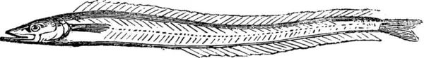 Dies Ist Eine Illustration Eines Wörterbuchs Einer Geographischen Pflanze — Stockvektor