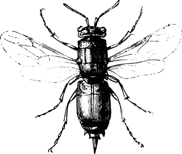 Illustrazione Disegnata Mano Uno Scarabeo — Vettoriale Stock