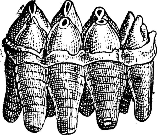 Mastodon Molar Superior Ilustración Grabada Vintage Diccionario Palabras Cosas Larive — Archivo Imágenes Vectoriales