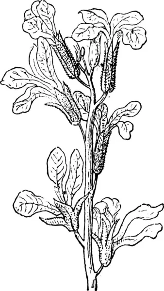 Voorraad Matthiola Bloemen Vintage Tonen Afbeelding Gegraveerd Woordenboek Van Woorden — Stockvector