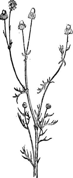 Příjemná Vůně Heřmánku Nebo Anthemis Arvensis Zobrazující Květiny Vintage Vyryto — Stockový vektor
