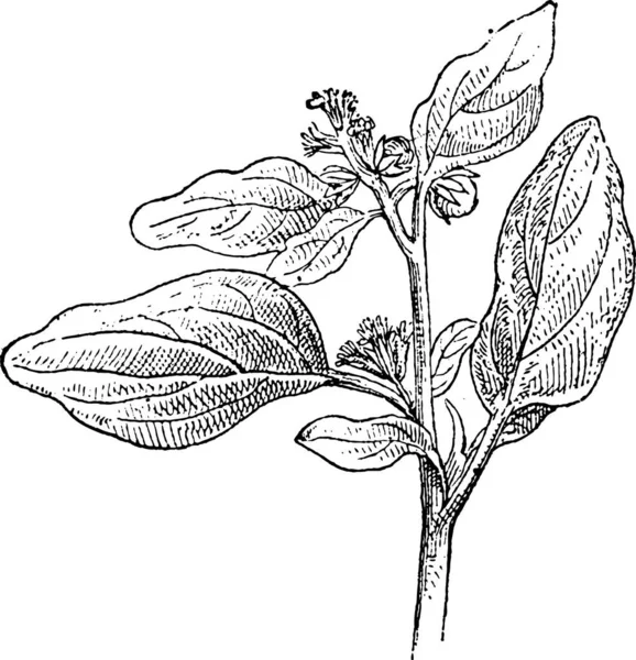 Maurelle Veya Chrozophora Ağacı Çiçekler Vintage Gösterilen Şekilde Kazınmış Sözlük — Stok Vektör
