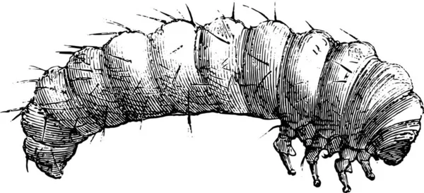 Larva Dari Vrillette Yang Diberikan Hidup Hidup Oleh Guillemot Toko - Stok Vektor