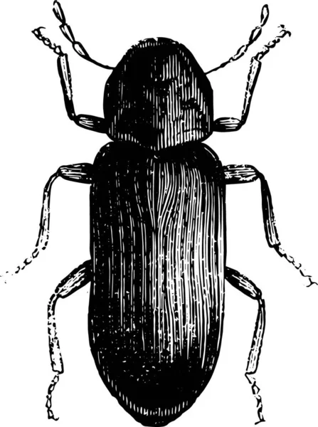 Illustration Beetle — Stock Vector