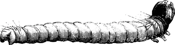 Nachtvlinder Larve Vergroot Door Microscoop Vintage Gegraveerde Afbeelding Industriële Encyclopedie — Stockvector
