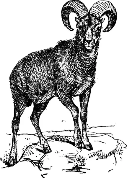 Europeu Mouflon Ovis Orientalis Musimon Ilustração Gravada Vintage Dicionário Palavras — Vetor de Stock