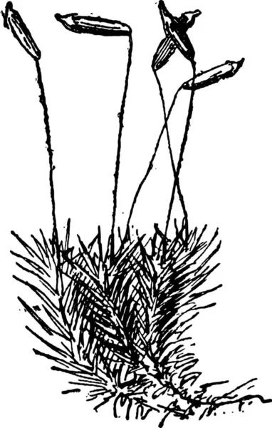 Common Haircap Moss Polytrichum Commune Showing Sporophyte Vintage Engraved Illustration — Stock Vector
