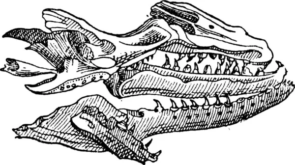 Mosasauro Mostrando Cranio Fossile Vintage Inciso Illustrazione Dizionario Delle Parole — Vettoriale Stock