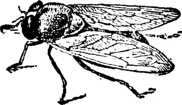 Обычная Фруктовая Муха Drosophila Melanogaster Винтажная Гравированная Иллюстрация Словарь Слов — стоковый вектор