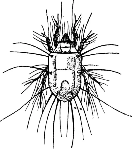 Cheese Mite Tyrophagus Casei Illustrazione Incisa Epoca Dizionario Delle Parole — Vettoriale Stock