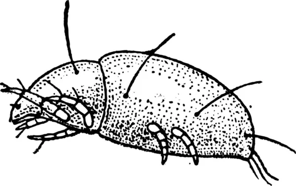 Illustration Dessinée Main Insecte Mignon — Image vectorielle