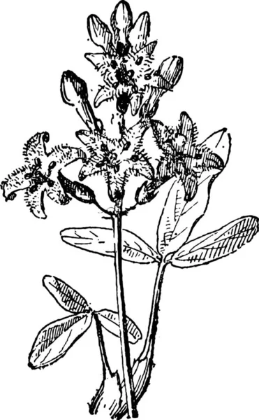 Bean Buckbean Menyanthes 通复古刻的插图 单词和事 Larive 和弗洛瑞 1895年的字典 — 图库矢量图片