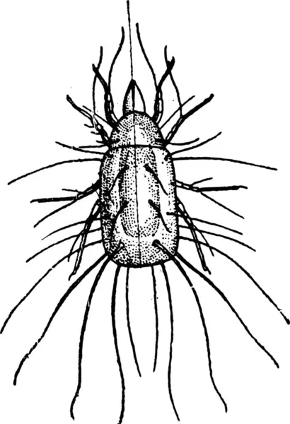 Flour Mite Або Acarus Siro Вінтажний Гравюра Ілюстрації Dictionary Words — стоковий вектор