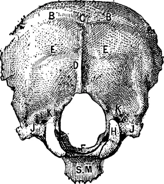 Holzschnitt Illustration Eines Pilzes — Stockvektor