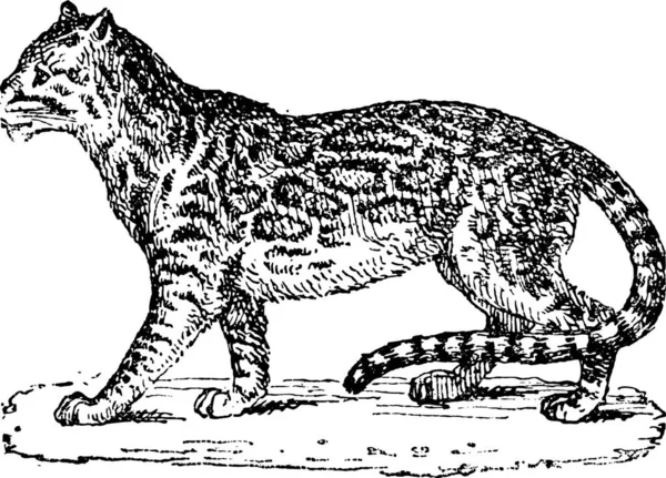 Ocelot Leopardo Anão Leopardus Pardalis Ilustração Gravada Vintage Dicionário Palavras —  Vetores de Stock