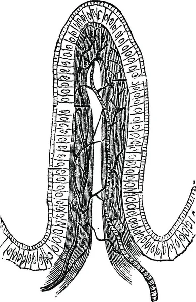 비너스의 Intestinal Villus 고전적 라브라 1885 박사의 — 스톡 벡터