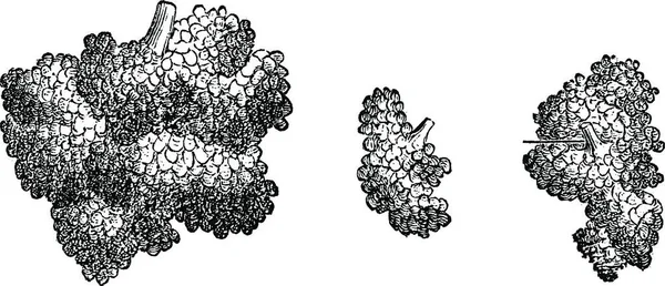 Brunner Drüsen Jahrgangsgravur Wörterbuch Der Gewöhnlichen Medizin Von Labarthe 1885 — Stockvektor