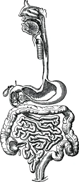 Sistema Digestivo Humano Vintage Gravada Ilustração Dicionário Medicina Usual Pelo —  Vetores de Stock