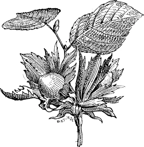 Hazel Corylus Mostrando Flores Con Frutos Secos Ilustración Grabada Vintage — Archivo Imágenes Vectoriales