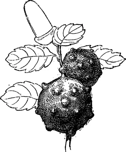 橡木苹果或橡木熊胆的橡树或栎 复古刻图 单词和事 Larive 和弗洛瑞 1895年的字典 — 图库矢量图片