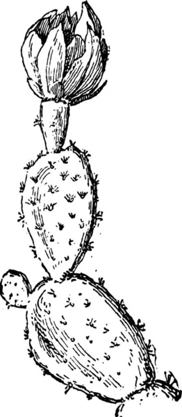 Prickly Pear Або Opuntia Ficus Indica Показує Подушки Гравіровані Ілюстрації — стоковий вектор