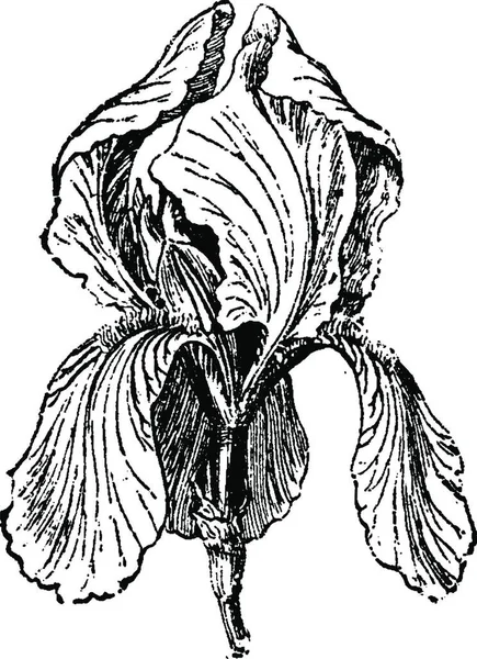 Bílé Iris Nebo Iris Albicans Květinami Vinobraní Ryté Ilustrace Obvyklý — Stockový vektor