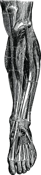腿的前部 显示肌肉和骨骼 古老的雕刻插图 Labarthe博士的 普通医学词典 1885年 — 图库矢量图片