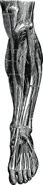 Voorste Deel Van Het Been Met Spieren Botten Vintage Gegraveerde — Stockvector