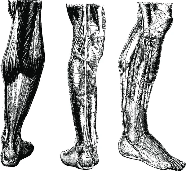人类腿 显示后表面 后深层区域 和前深层区域 老式雕刻插图 Labarthe博士的 普通医学词典 1885年 — 图库矢量图片