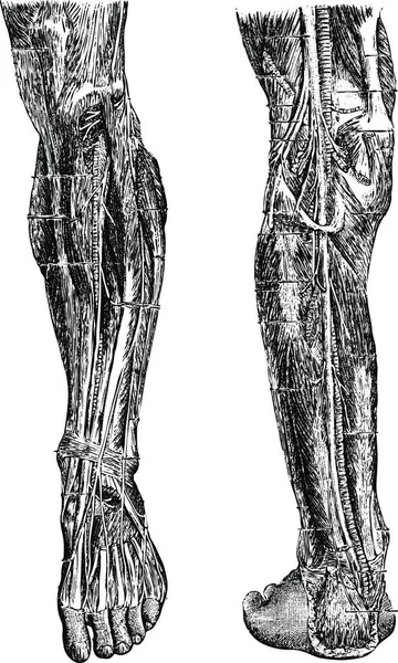 人类的腿 显示出前深区域 和后深区域 古老的雕刻插图 Labarthe博士的 普通医学词典 1885年 — 图库矢量图片